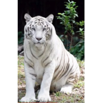 *•* White Tiger Fan Club!*•*