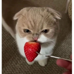 MyLittleCuteStrawberrys