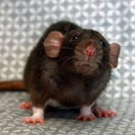 raty faty rat army