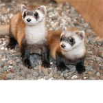 Ferret Lovers, Owners, or Worshipers