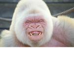 Monkey donkey