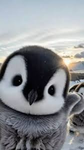 Penguin2.0