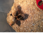 Chick are sooo cute