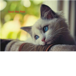 Save the Pets