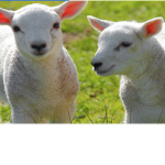 The kq lambs