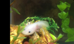 Preppy axolotl
