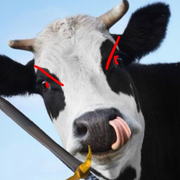FIGHTING COWS FIELD