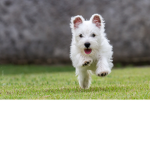 funnytail