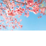 Blossom Flowers (for everyone )