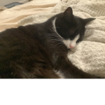 kittiesforlifeeee