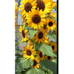 Sunflower lifers