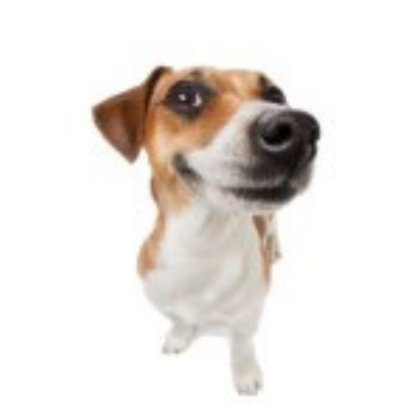 this dog (this dog) Roblox decal