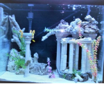 " angie's aquarium "