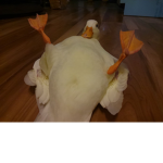 TEH #HOLYDUCKSQUAD