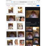 Hamster. Empire