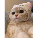 Do you know if you love cats