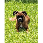 My dog is Goofy