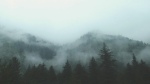 Fogs Pog