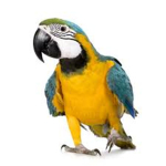 ! Parrot Club !