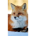 Fox men