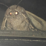 Moth