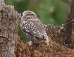 { Bird Watchers United }