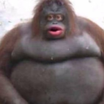Kewl Monke Group :0