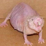 Mole rat society