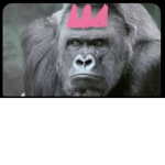 The Gorilla kings and queens