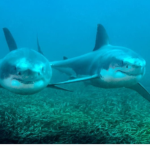 Twin Sharks Apparel