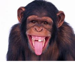 ~Monkeys Boos~
