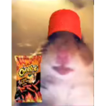 Hamsterss Cult :)