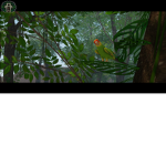 Rainforest flyers