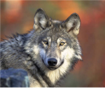 Wolf League