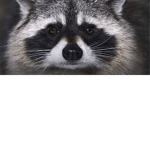 team racoon for ever and ever