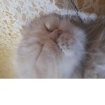 The sleeping cat group