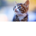 C a t Friends GrouP cats are the best