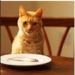Official Meme Kat Fan Group