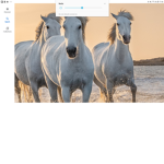 Horse and animal group