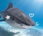 SHARK GANG?!