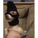 giverobuxforpetsadoptme