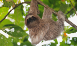 Sloth gang lol