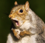 {squirrels<3}