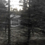 lurkinginthewoods