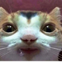 cat city