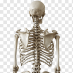 mesomorph