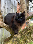 (Die süße Katzen gang)