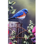 Blue brids