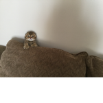 Join my group lol cute cat
