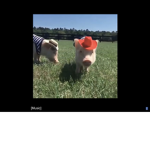 Cute piggy army